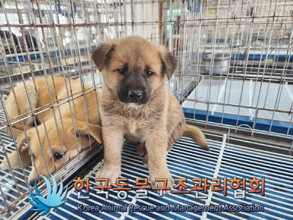 한국동물구조관리협회_441409202301024