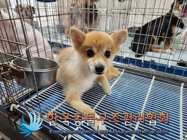 한국동물구조관리협회_411315202300430
