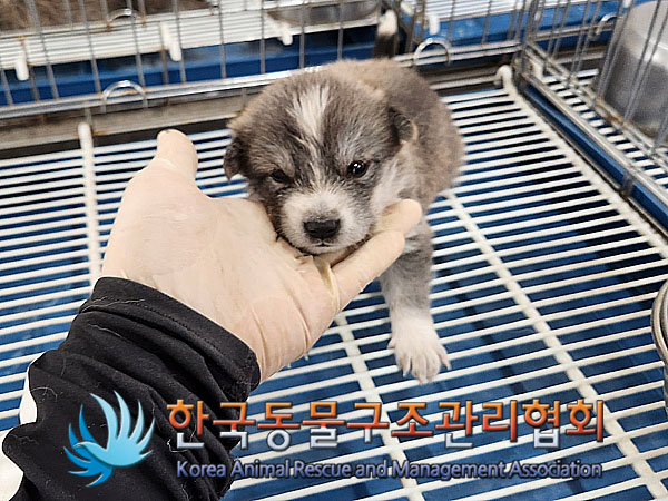 한국동물구조관리협회_441560202300832