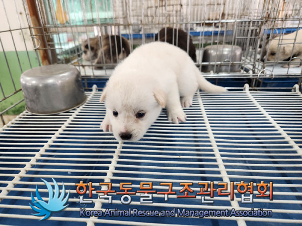 한국동물구조관리협회_441560202300828