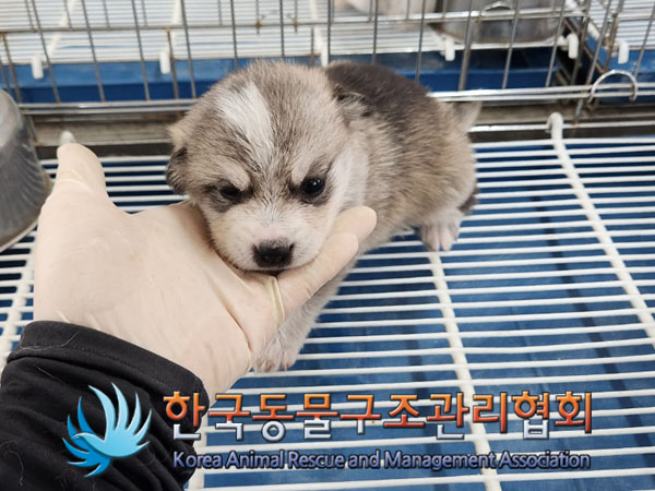 한국동물구조관리협회_441560202300830