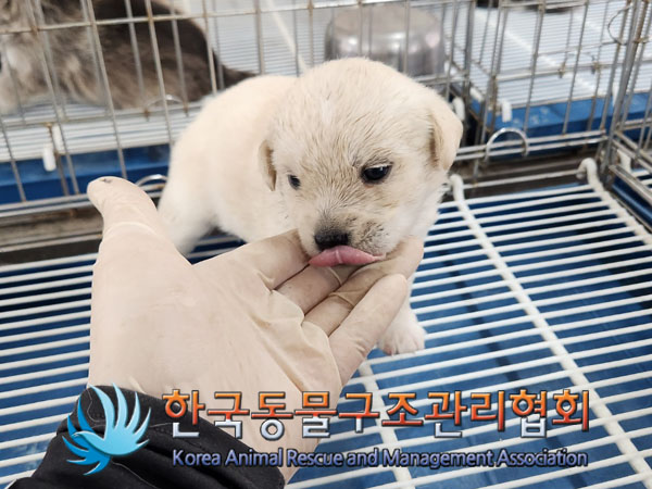 한국동물구조관리협회_441560202300831