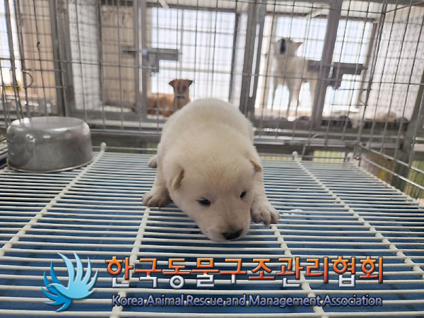 한국동물구조관리협회_441560202300838
