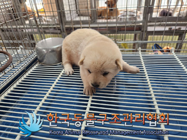한국동물구조관리협회_441560202300836