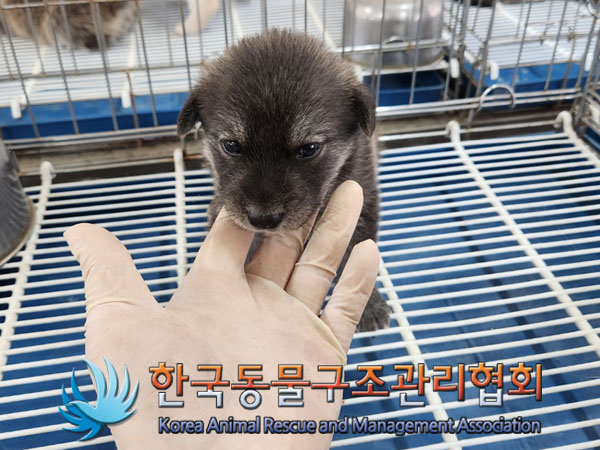 한국동물구조관리협회_441560202300829
