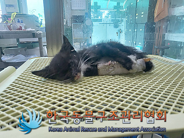 한국동물구조관리협회_441560202300833