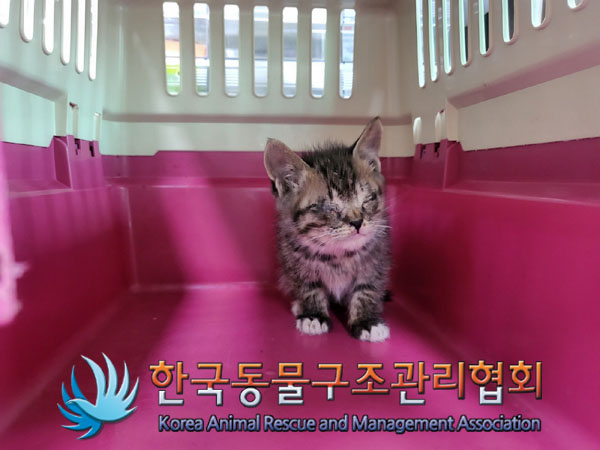 한국동물구조관리협회_441406202300917