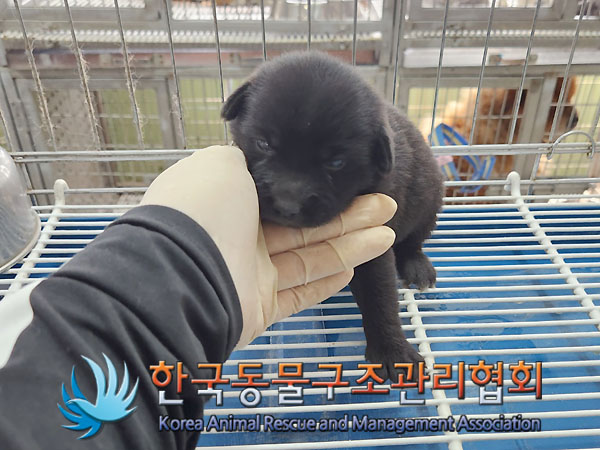 한국동물구조관리협회_441560202300834