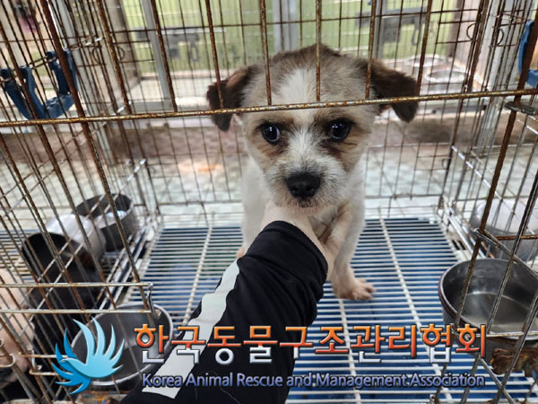 한국동물구조관리협회_441560202300826