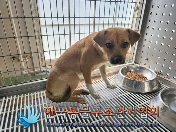 한국동물구조관리협회_441559202300471