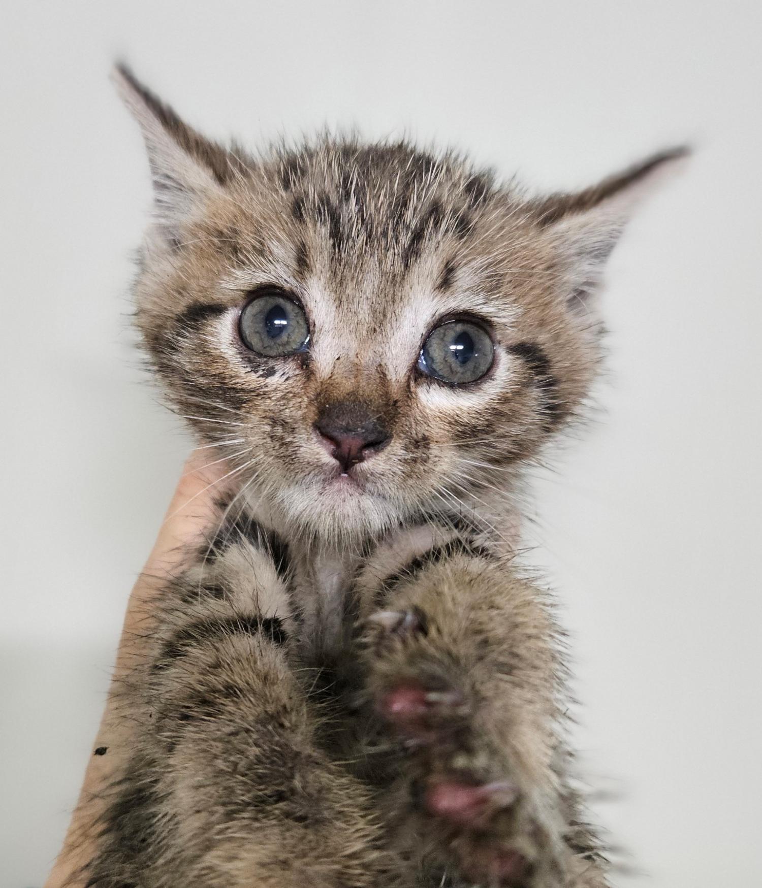 대구유기동물보호협회_427347202300576