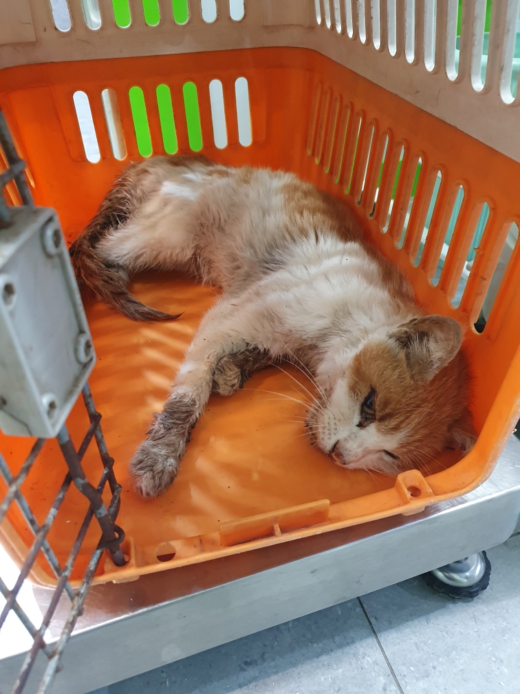 펫앤쉘터동물병원_441378202301125