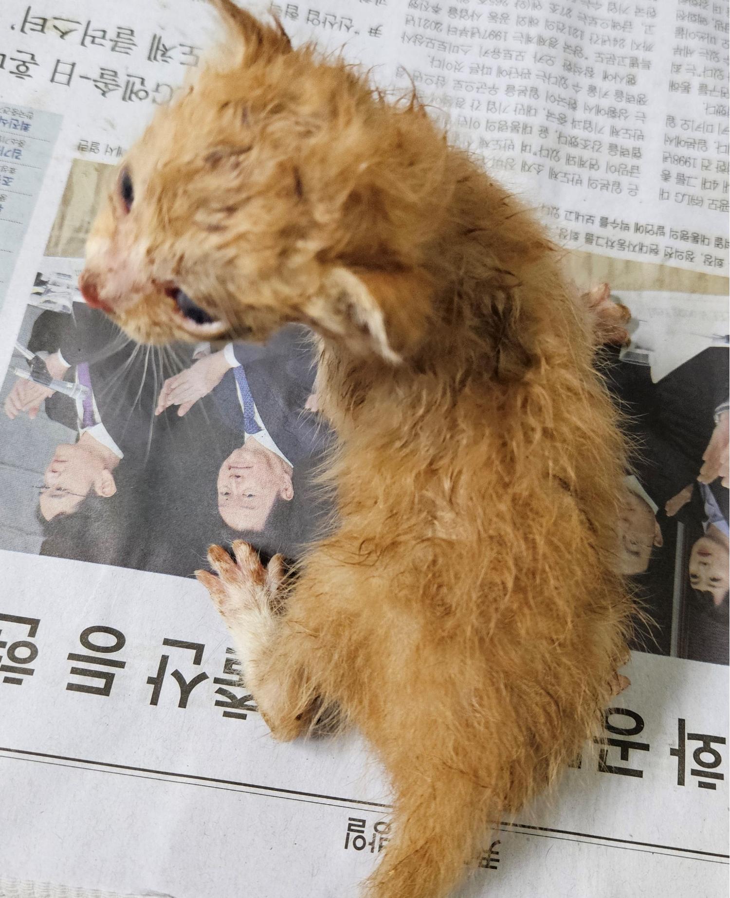 대구유기동물보호협회_427344202300201