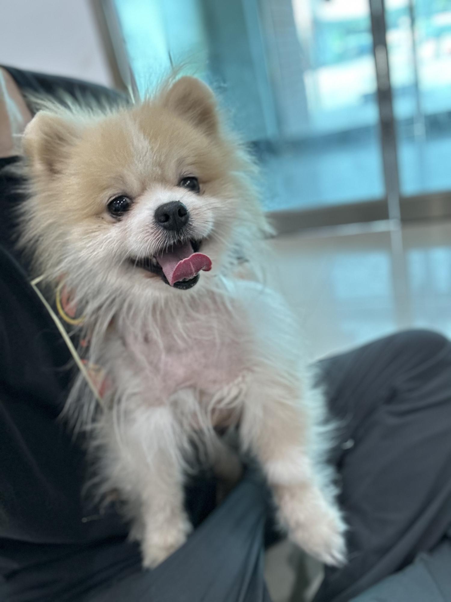 반려동물보호센터_443571202301804