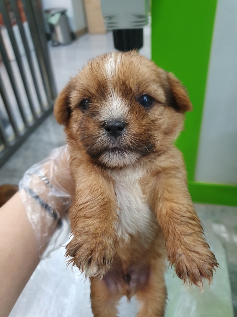 펫앤쉘터동물병원_441378202301129