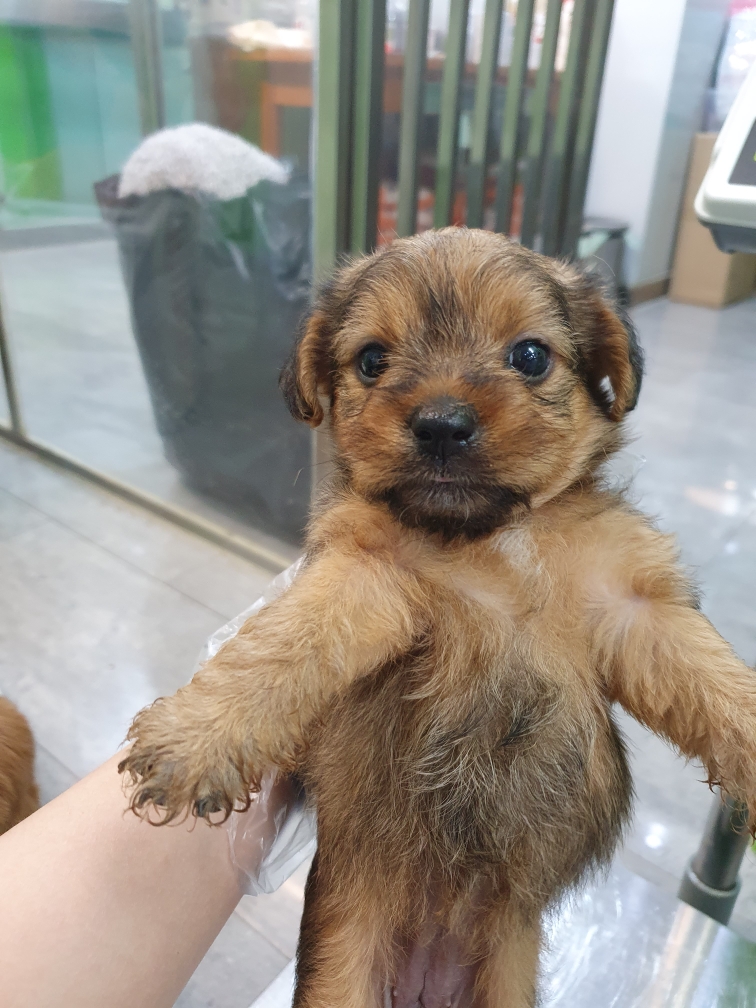펫앤쉘터동물병원_441378202301126