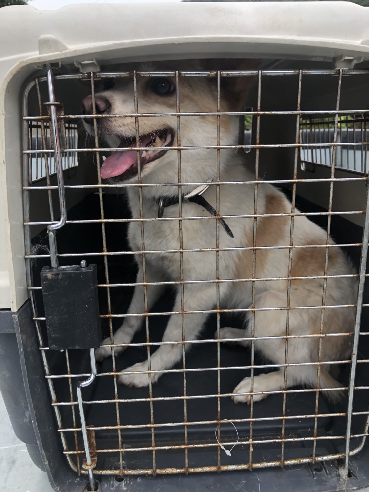 남해군유기동물보호소_448543202300172