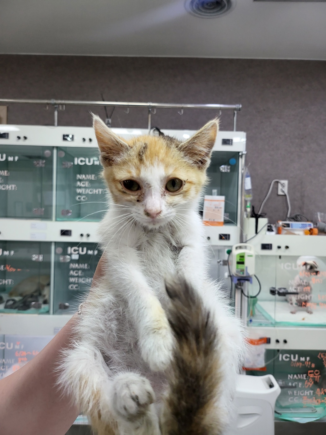 24시아이동물메디컬_441386202300816