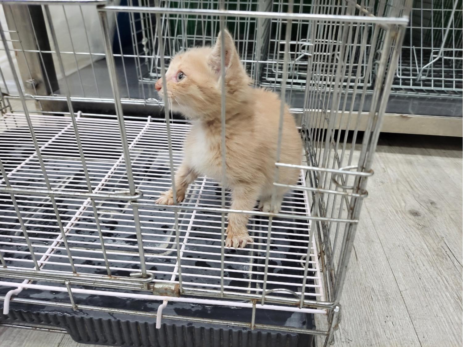 고양시동물보호센터_441394202301430