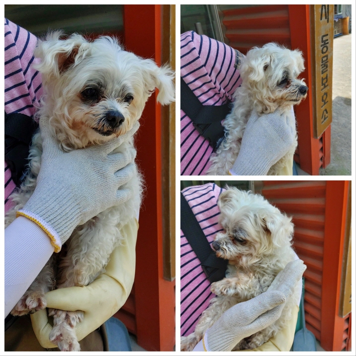 당진시동물보호소_444568202300549