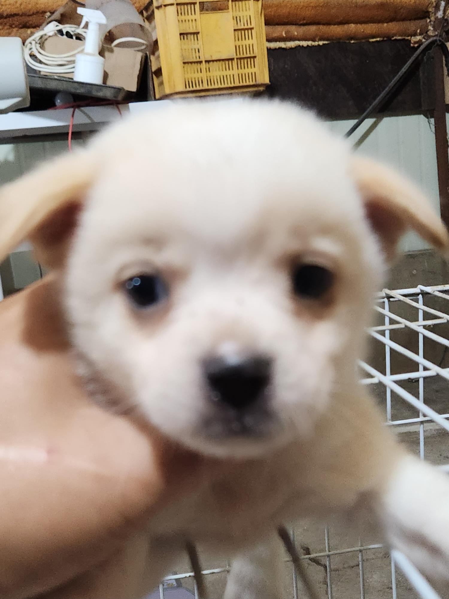 상주시 동물보호센터_447511202300619