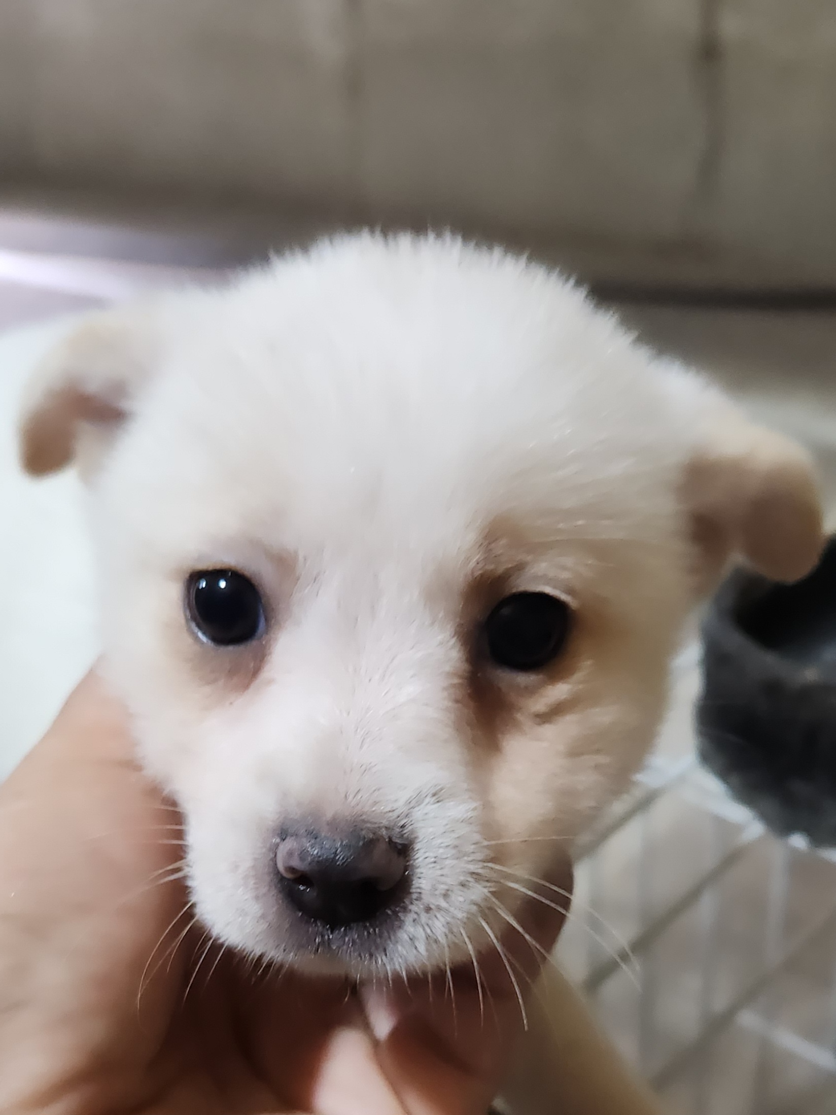 상주시 동물보호센터_447511202300622