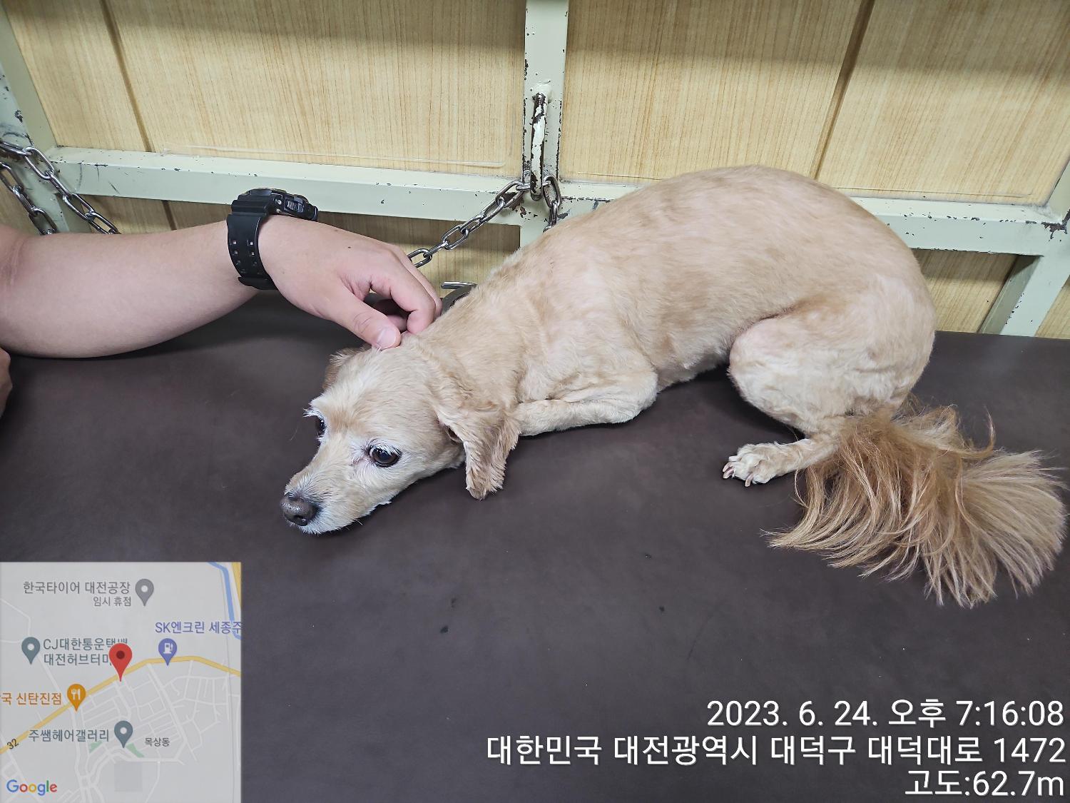 대전동물보호센터_430368202300304