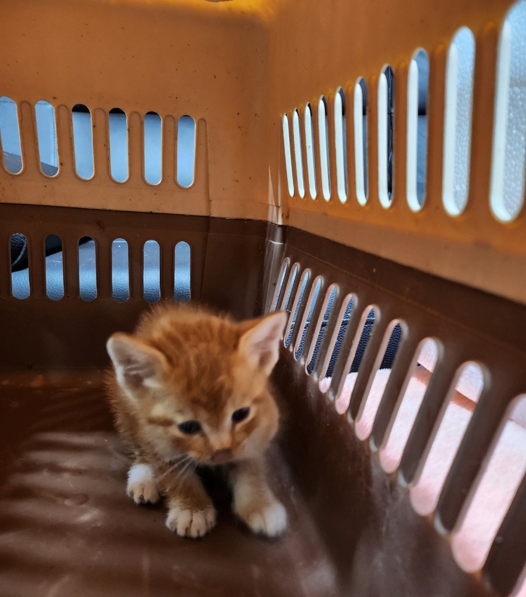 울산유기동물보호센터_431372202300314