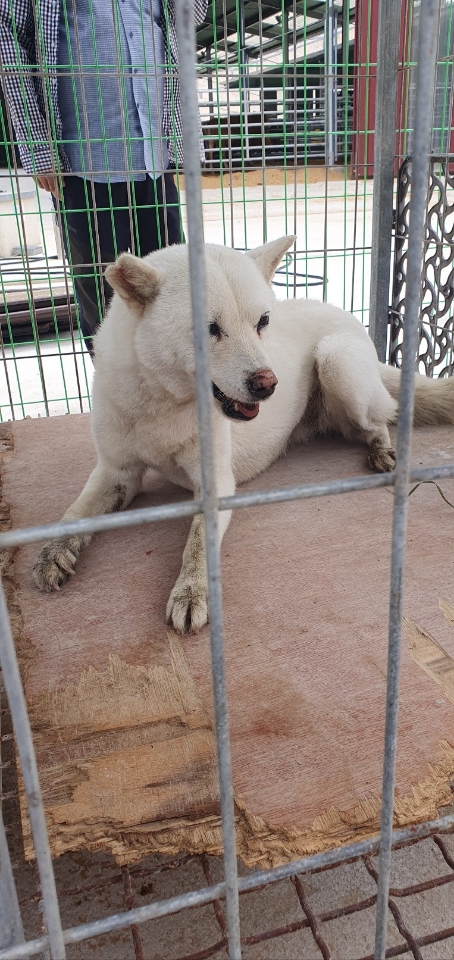 거창유기동물보호센터_448547202300708