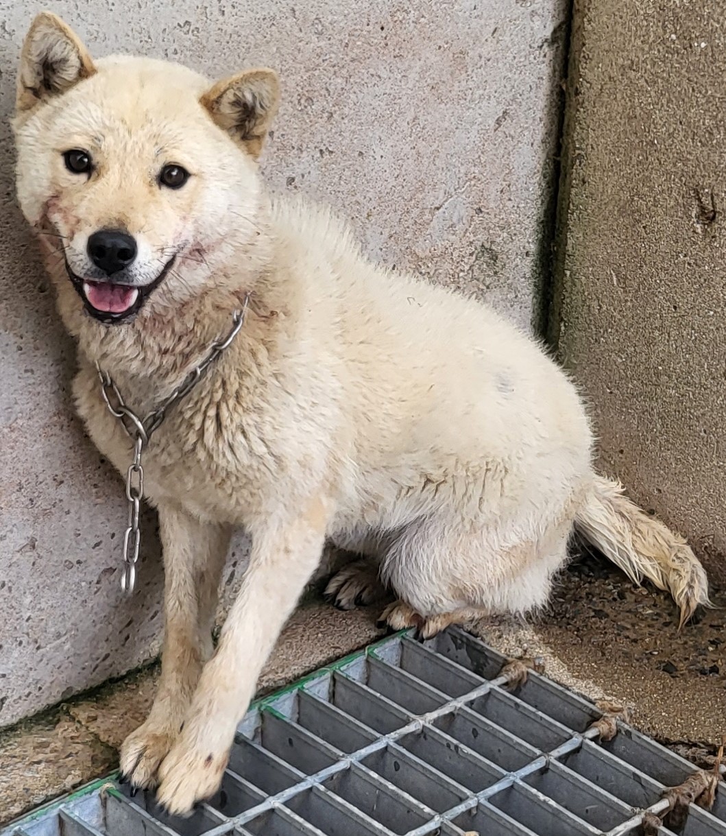 하동군유기동물보호소_448544202300239