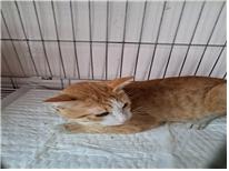 (사)유기동물및동물보호관리협회_426339202300146