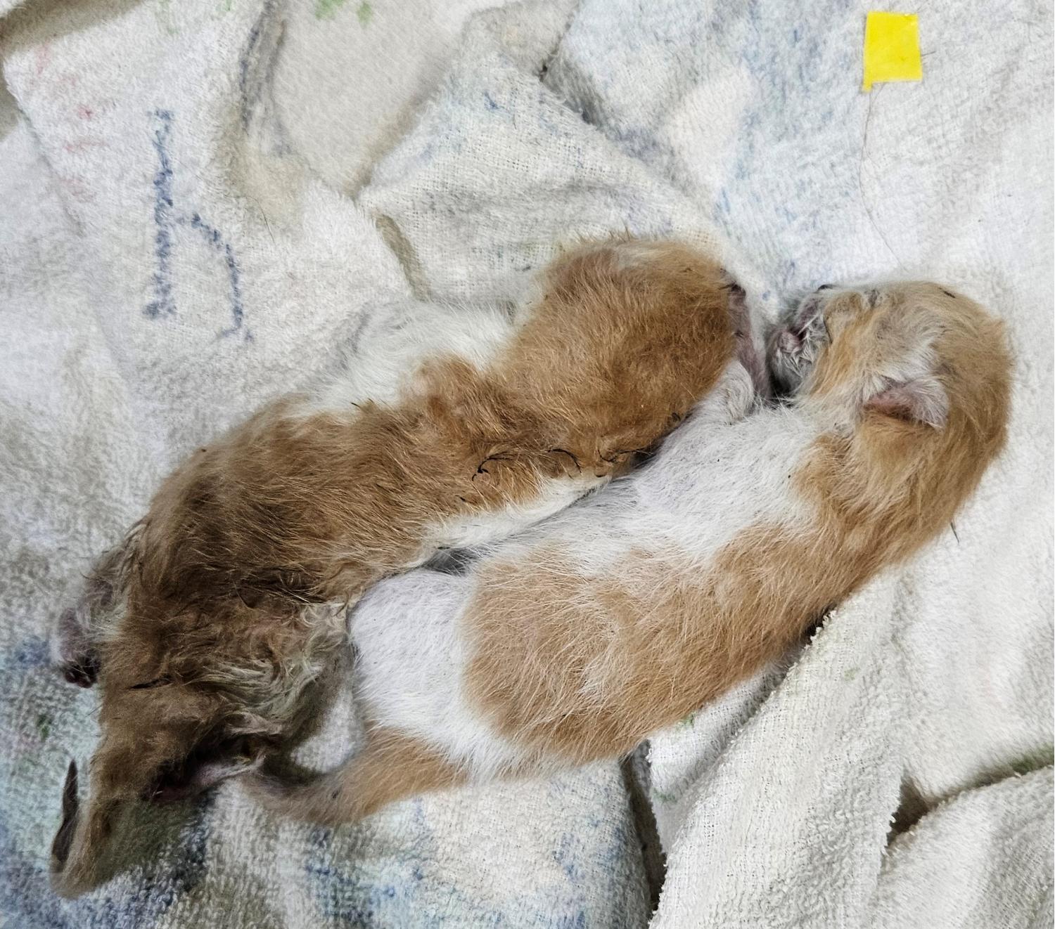 대구유기동물보호협회_427347202300590