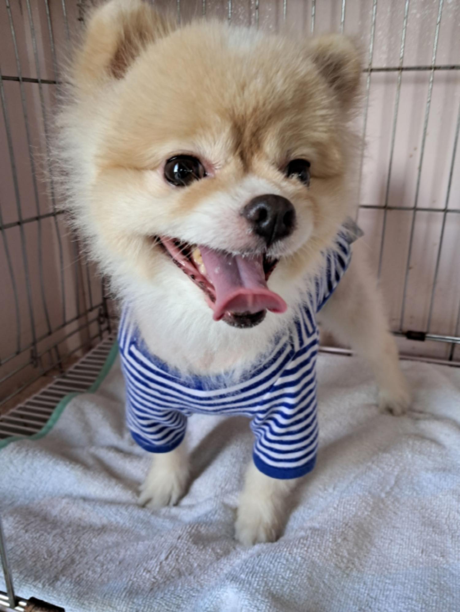 유기동물및관리협회_448535202300809