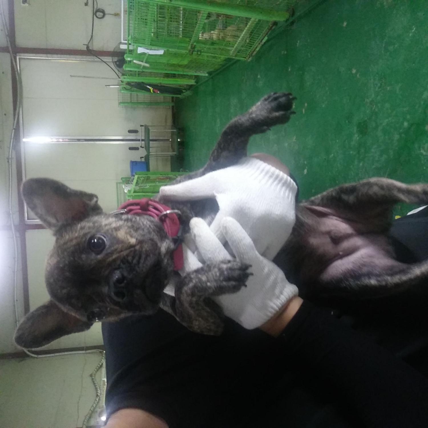 인천광역시수의사회_428351202300516