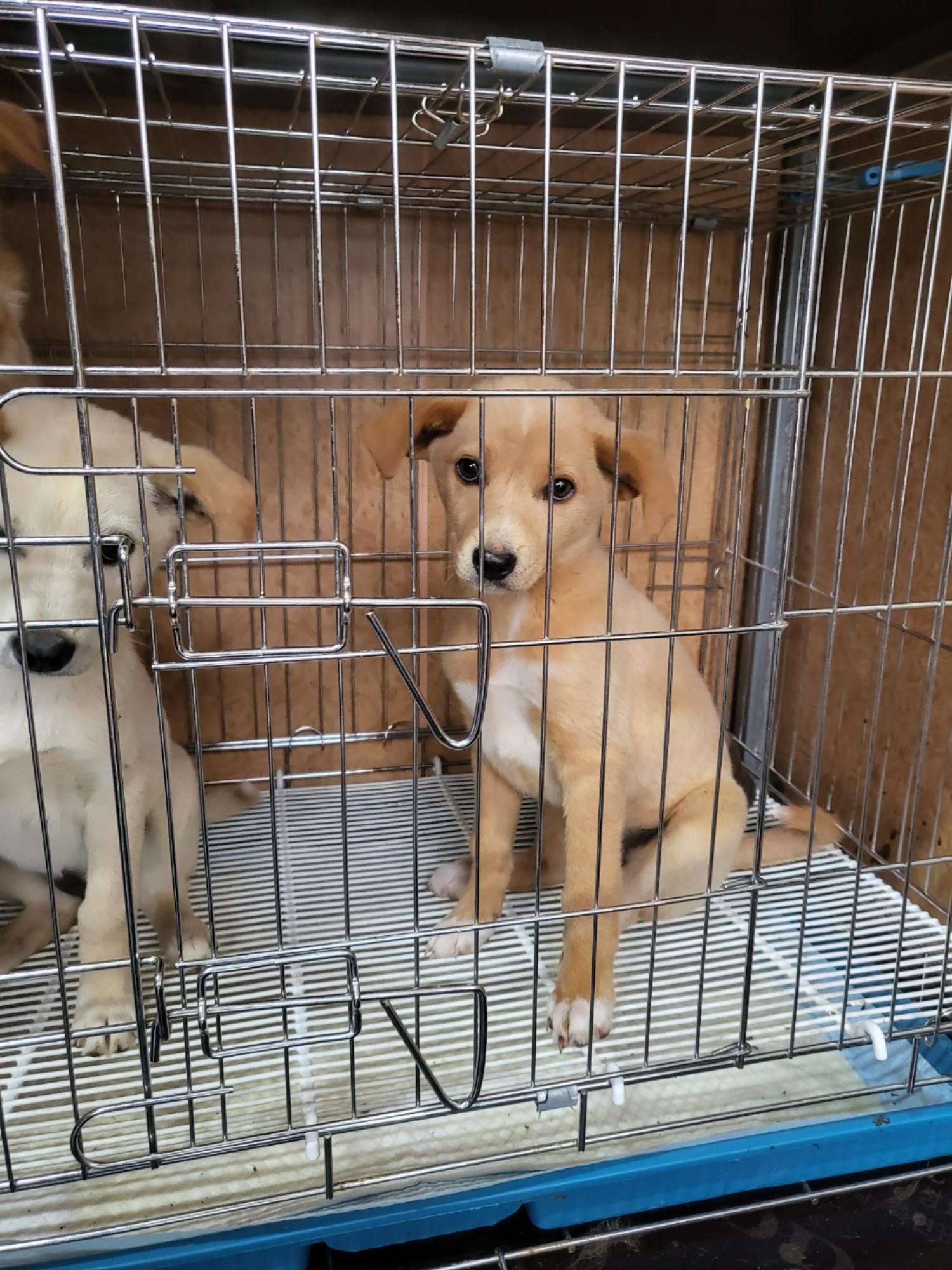 삼척시동물보호센터_442424202300416