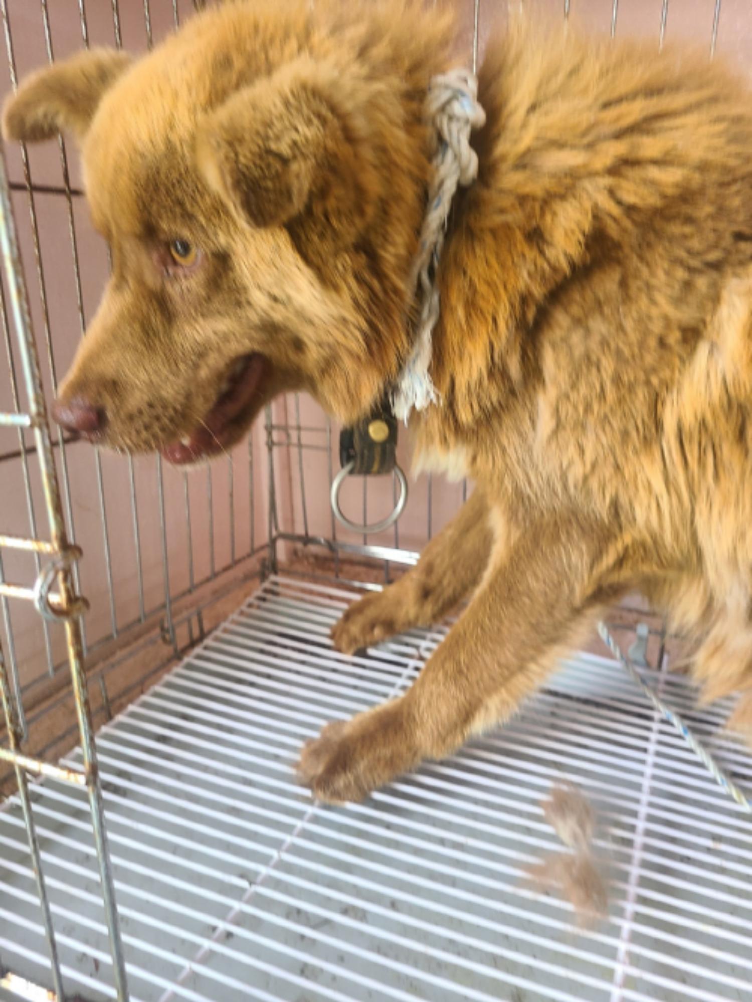 유기동물및관리협회_448535202300808