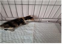 (사)유기동물및동물보호관리협회_426339202300145