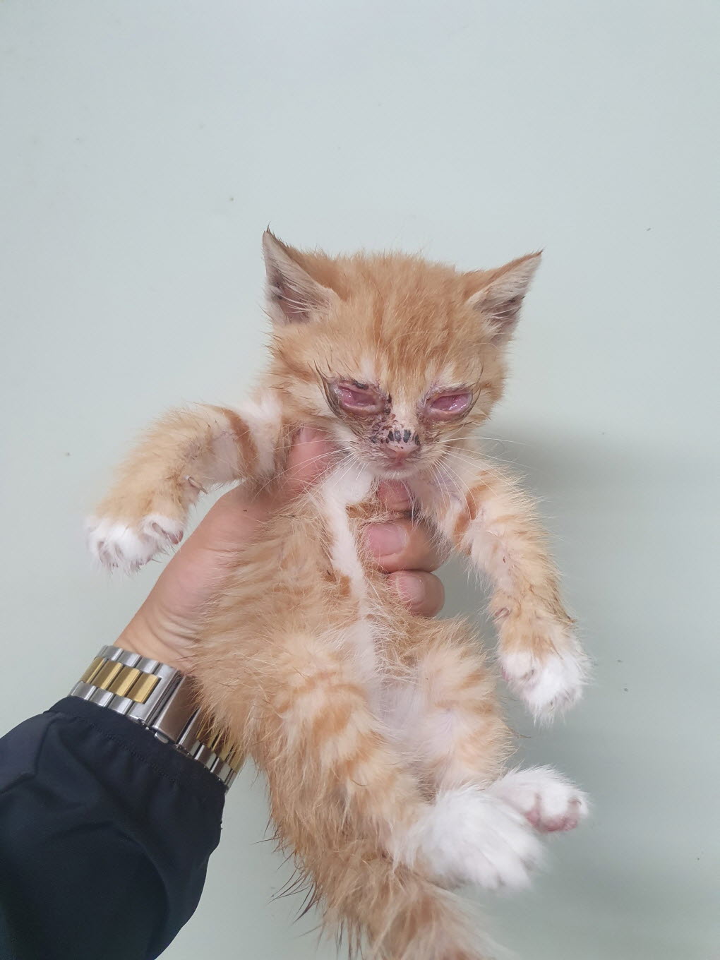 속초시유기동물보호소_442423202300273