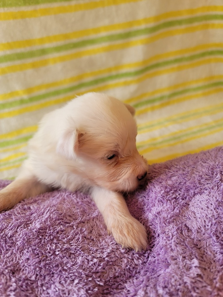 괴산증평동물보호센터_443446202300254