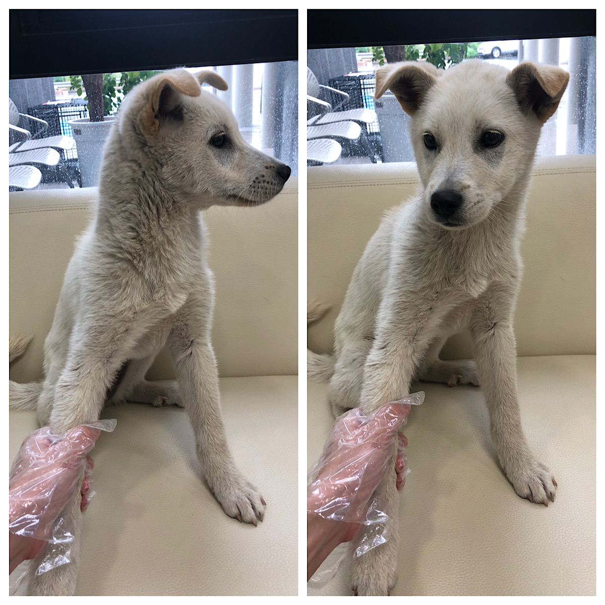 경주동물사랑보호센터_447505202300637