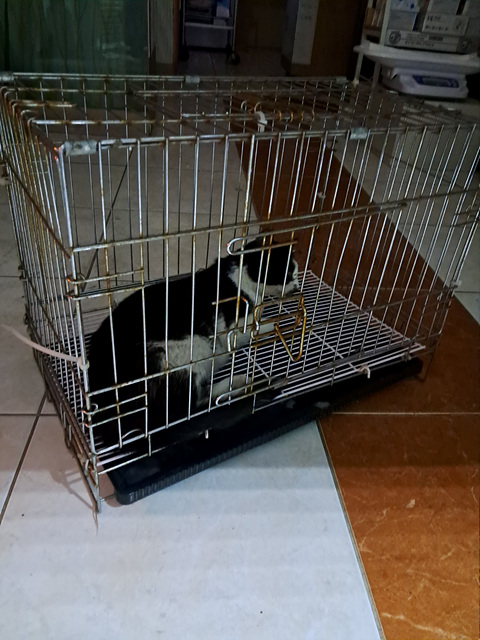 삼산종합동물병원_428354202300909