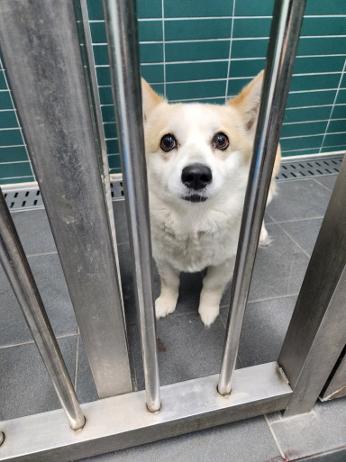 춘천시 동물보호센터_442418202300562