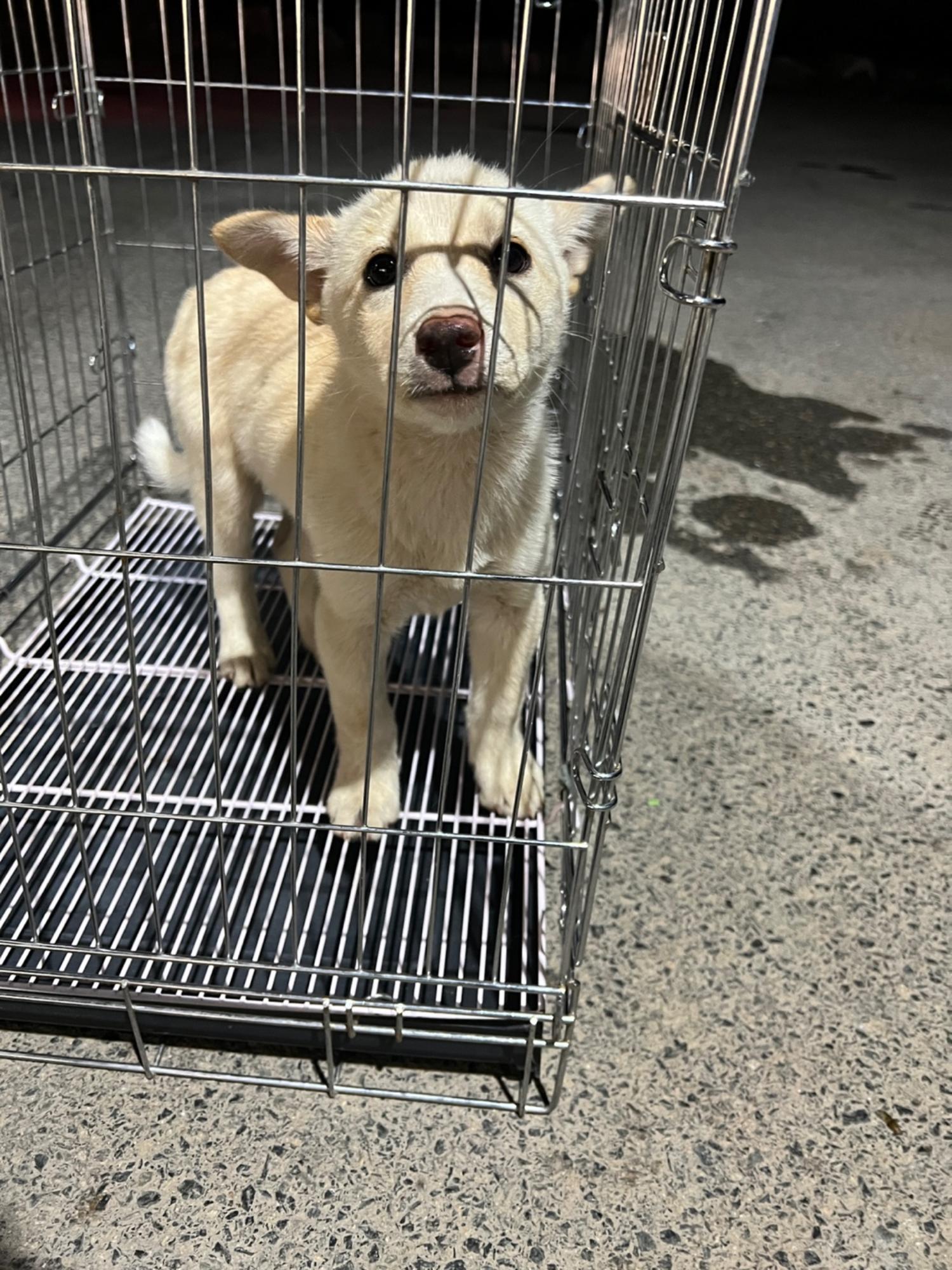 부산동물보호센터_426326202300394