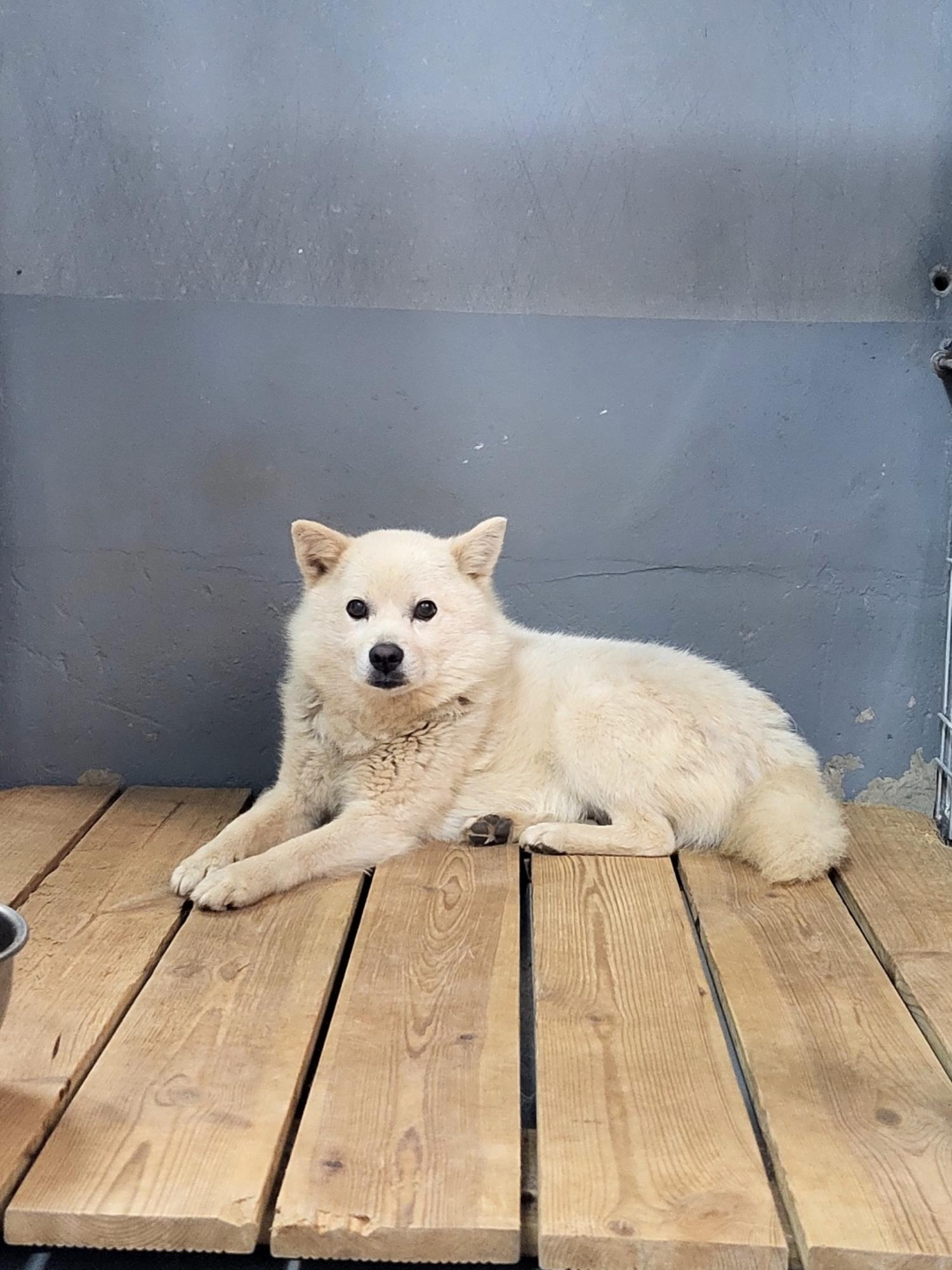 하남동물병원_441404202300353