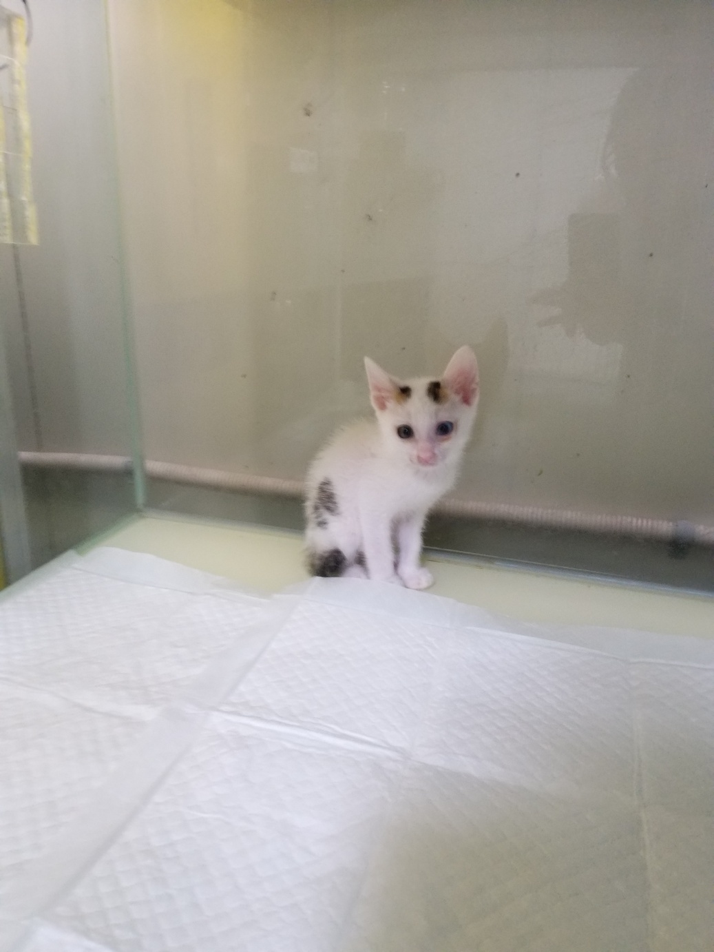 부산동물보호센터_426325202300214
