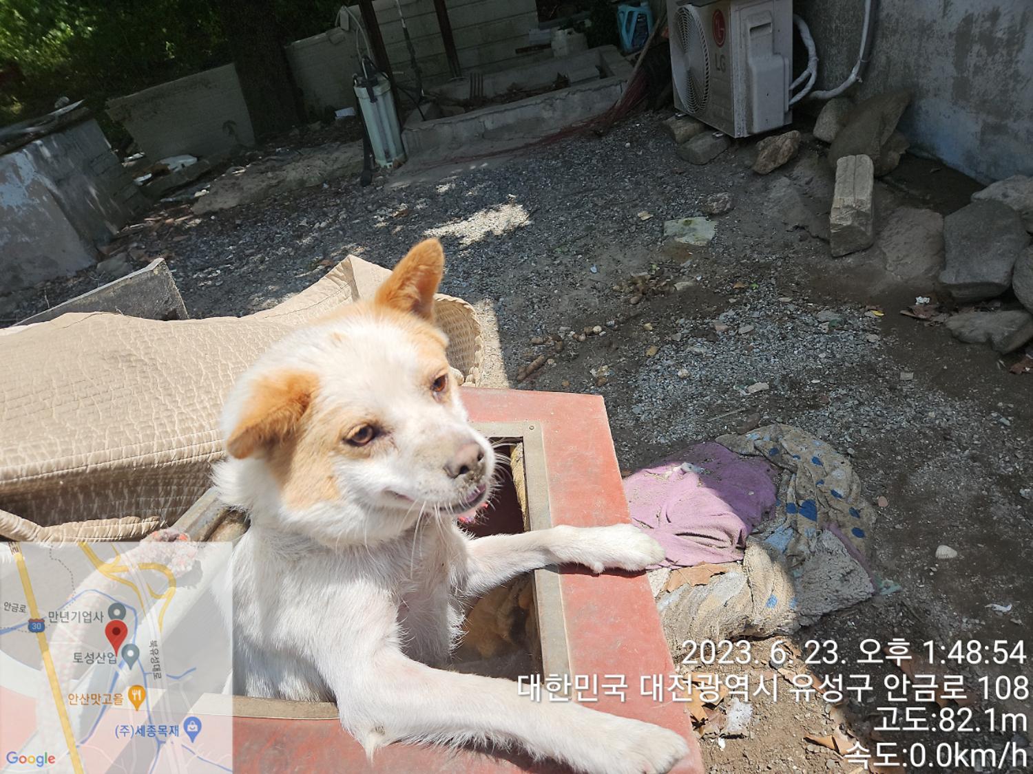 대전동물보호센터_430367202300368