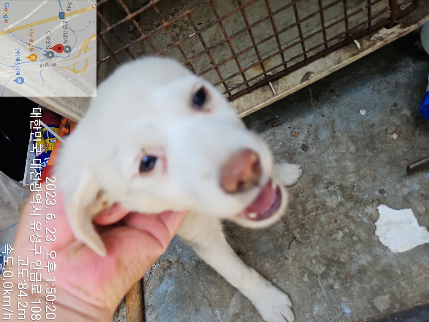 대전동물보호센터_430367202300369