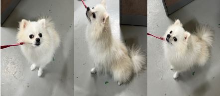 부산동물보호센터_426332202300296