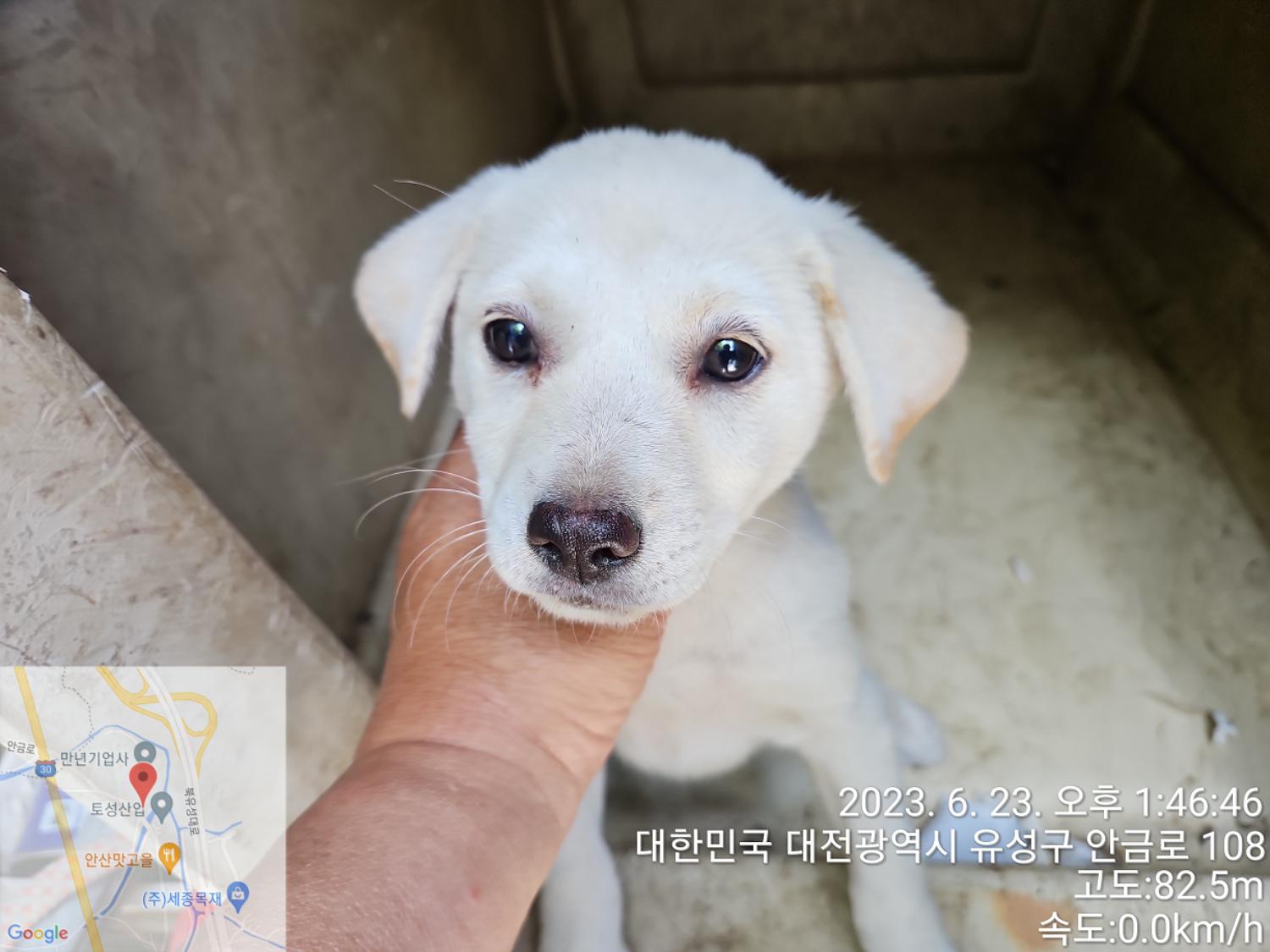 대전동물보호센터_430367202300366