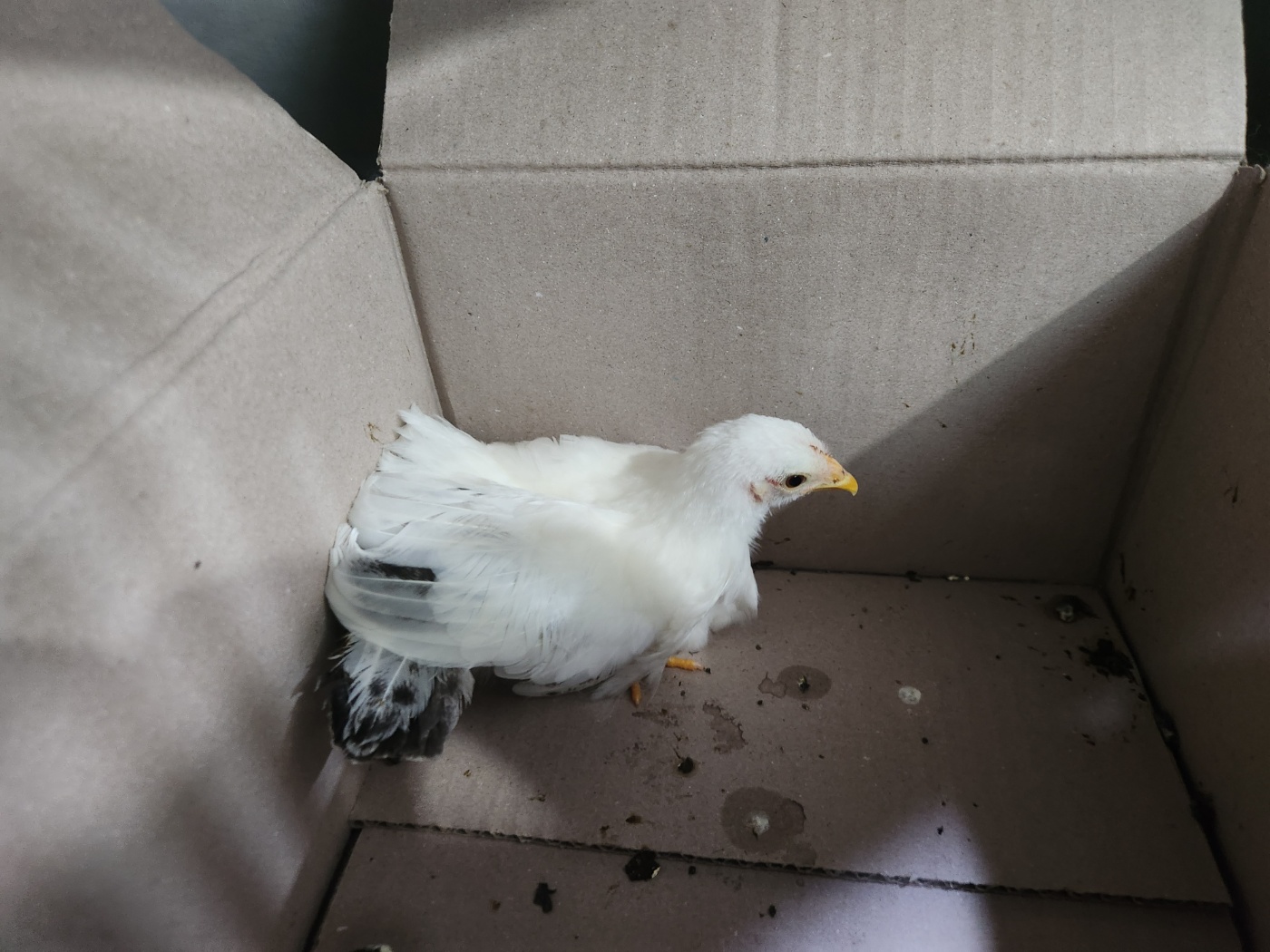 광주 동물보호소_429362202300529